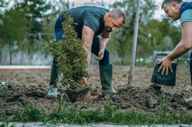 Tree Service Company in Baldwin, PA